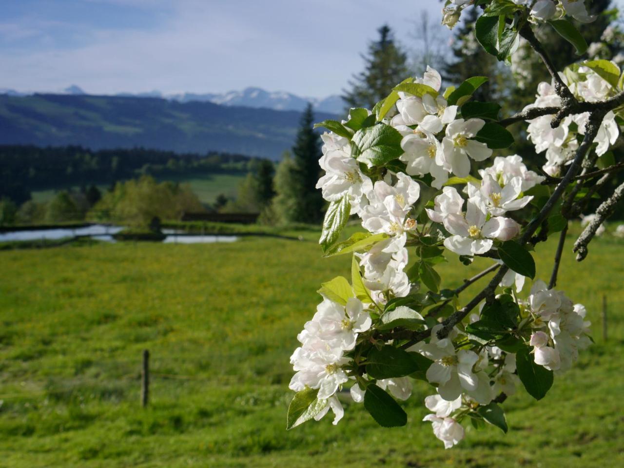 Hotel Alpenrose Gut Schlafen & Fruehstuecken Scheidegg Exterior foto